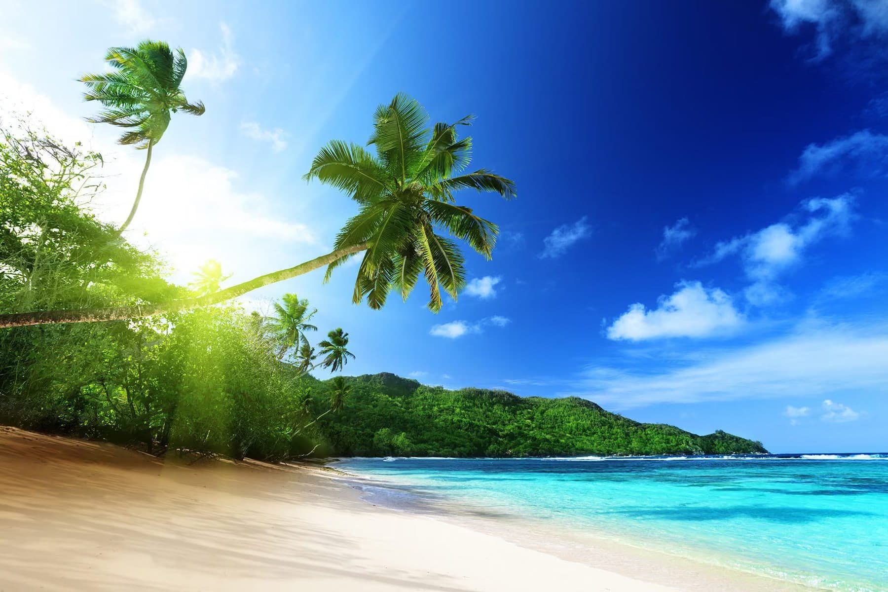 A palm tree leaning over a sunlit beach and turquoise sea